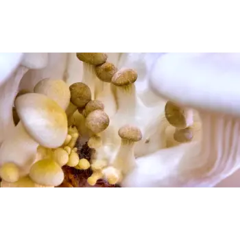 mushroom (9)-8636082-83259.webp